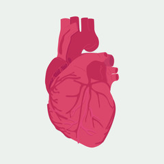 Human heart vector illustration
- 100640462