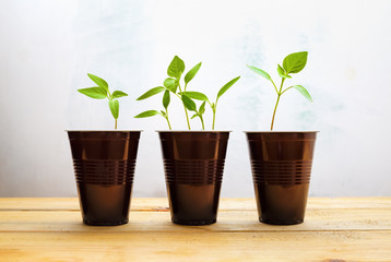 Green plants. Sprouts in brown plastic cups on a wooden table. Concept of environmental protection.