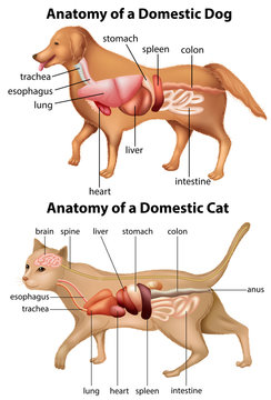 Anatomy of domestic dog and cat