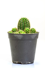 Cactus isolated on white background