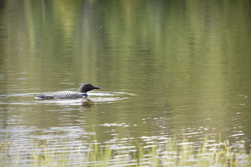Loon on Remote and Reflective Mountain Lake