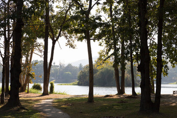 the tree at the waterside of the pond
