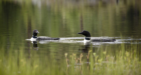 Loon on Remote and Reflective Mountain Lake
