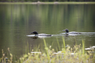 Loon on Remote and Reflective Mountain Lake