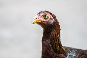 close up portrait of hen
