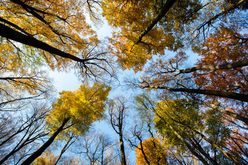 Autumn trees pattern wide angle shot