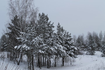 зимний лес в средней полосе России
