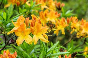 Azalee gelb - azalea in yellow