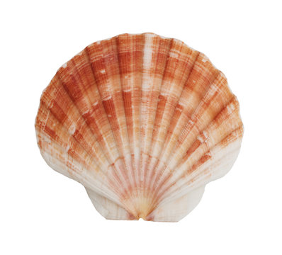 Sea shell