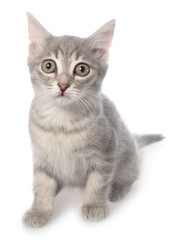 British shorthair tabby kitten sitting