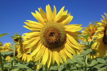 Fototapeta premium Flower of sunflower against a blue sky