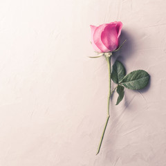 Beautiful rose on cement floor, Vintage photography with pink ro
