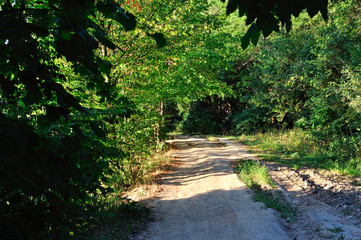 Fototapeta na wymiar road in the forest with green trees