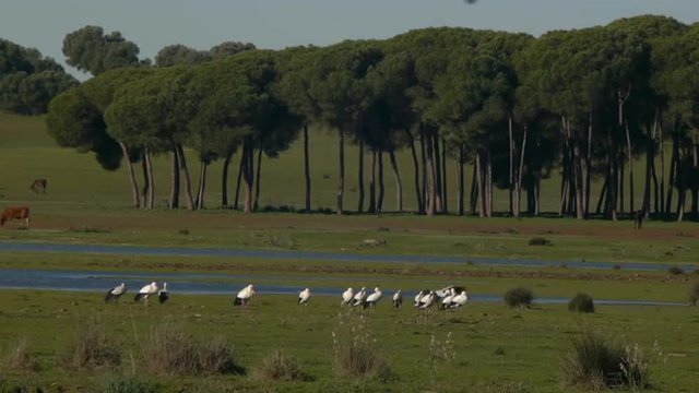  White storks in the meadow of the marsh   
