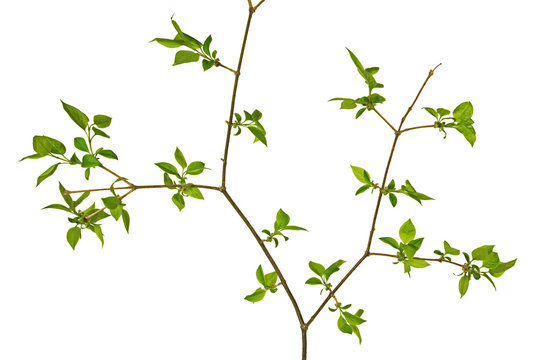 Tree branch with green leaves