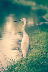Animals in Wildlife - White Egrets.