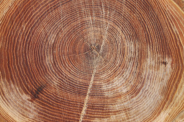 Wood rings texture background