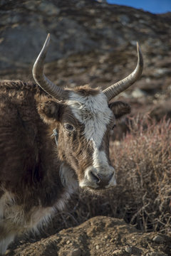 Dzo (yak hybrid) in the himalayas.