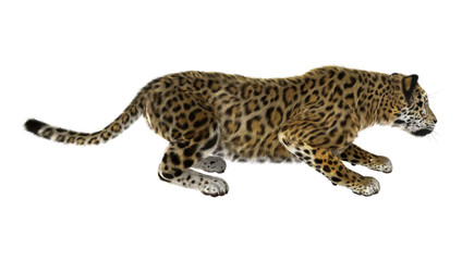 Big Cat Jaguar