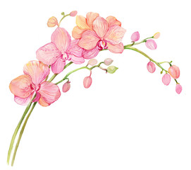 Naklejka na ściany i meble illustration watercolor,flower Orchid