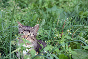 Cat in ambush/Cat resting in the undergrowth of grasses and flowers