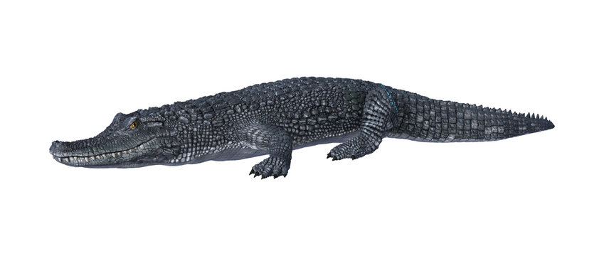 Alligator Caiman on White