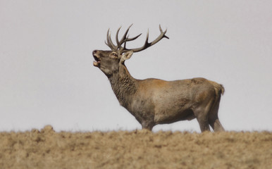 Deer
