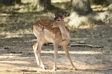 Deer