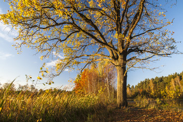 Fototapeta premium Autumn