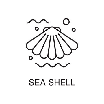 Line art sea shell on a tropical beach. Summer vacation concept.