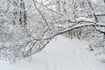 Winter trees and bushes in the snow