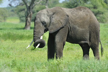 Naklejka na ściany i meble Tanzania parco Serengeti Ngoro Ngoro elefante