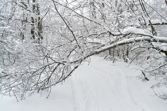 Fototapeta Winter trees and bushes in the snow