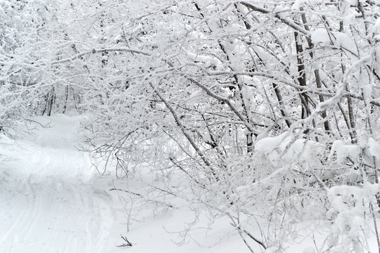 Fototapeta Winter trees
