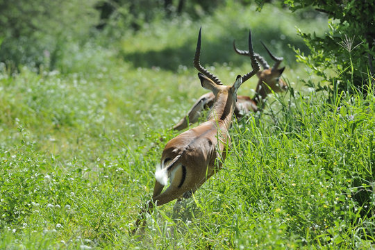 Tanzania parco Serengeti Ngoro Ngoro gazzelle