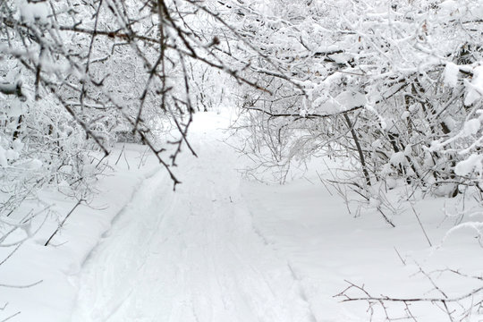 Fototapeta Ski road in the snow