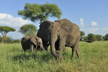 Naklejka na ściany i meble Tanzania parco Serengeti Ngoro Ngoro elefanti
