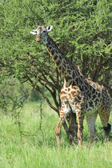 Tanzania parco Serengeti Ngoro Ngoro giraffa