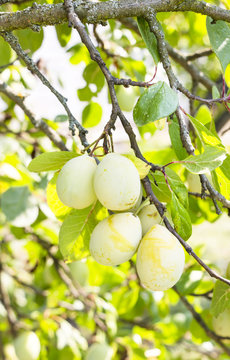 Yellow plums on a tree