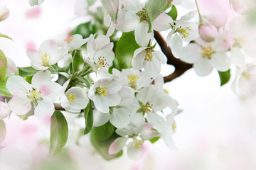 Apple blossoms against a soft focus background