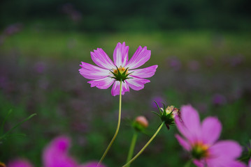 The beautiful blooming galsang flowers