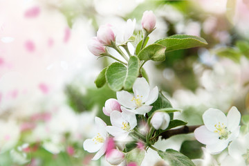 Spring blossoms in apple tree