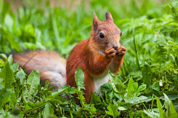 red squirrel (Sciurus) standing on hind legs and eating