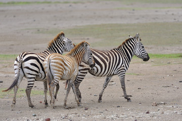 Fototapeta na wymiar Tanzania parco Serengeti Ngoro Ngoro zebre