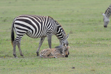 Tanzania parco Serengeti Ngoro Ngoro zebra