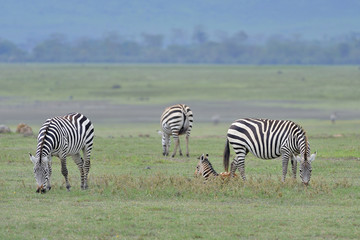Tanzania parco Serengeti Ngoro Ngoro zebre
