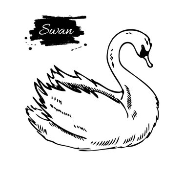 Swan. Hand drawn artistic illustration
