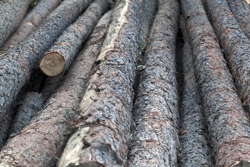 Pile of wood logs