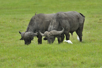 Tanzania parco Serengeti Ngoro Ngoro bufali