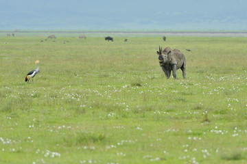 Tanzania parco Serengeti Ngoro Ngoro rinoceronte e gru